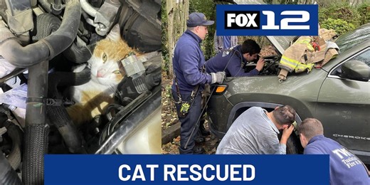 Cat rescued from car engine by TVF&R firefighters