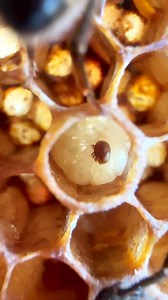 150K views · 901 reactions | Listen, Facebook wouldn’t let me use the Jaws theme music so I had to record myself singing own version. Join me for a special class on Varroa mites Sept 20. If you’ve taken classes with me before you know it will be detailed, practical and hopefully a little bit funny despite the unfunny subject. DM me for a special FB discount code. https://girlnextdoorhoney.com/events/ | GND Honey | Facebook