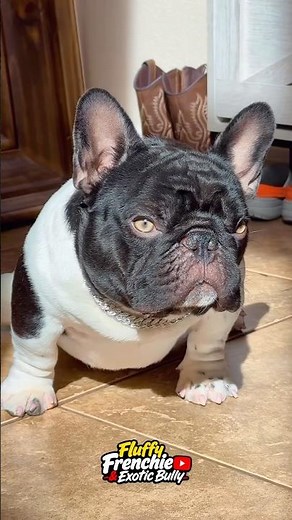 Is This the Cuddliest Puppy Alive? 🧸 Exotic Fluffy Frenchie! #fluffyfrenchie #frenchbulldog