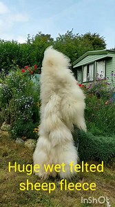 I wonder how is this wet felted rug from sheep fleece is doing? It took me forever to have it felted and if I remember correctly the lady who had it wanted to cut it in two pieces #wool #art #craft #creative #diy #hobby #homemade #handmade #farm #sheep | Welsh cottage by Zina
