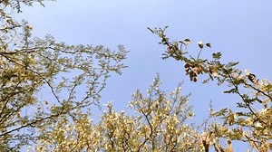 Acacia Senegal Ripped Pods On Tree Stock Footage Video (100% Royalty-free) 3717703633 | Shutterstock