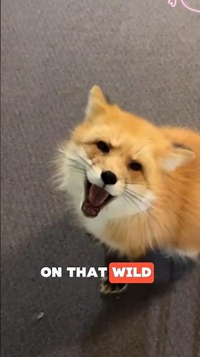 Foxes Tries To Domesticate Themselves