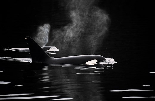 Why Don't Killer Whales Ever Attack and Kill Humans?
