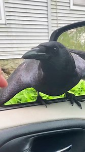 If You Touch a Raven’s Beak: Surprising Raven Behavior