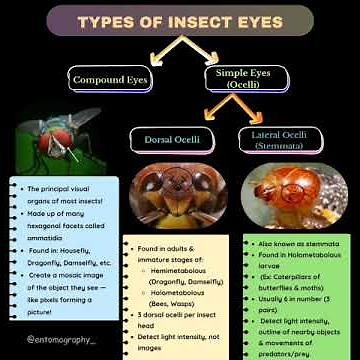 Types of Insect Eyes