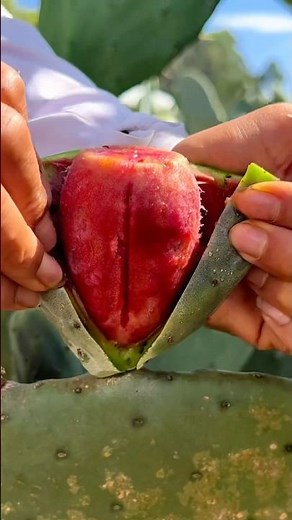 Harvesting Prickly Pear: A sweet, nutritious fruit from the Opuntia cactus, used in many dishes