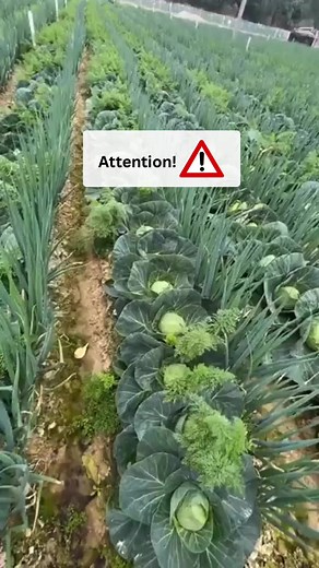 7.5K views · 20 reactions | 復塞Ayurvedic thought about cruciferous...