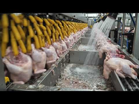 Inside a Modern Chicken Meat Factory – How Millions of Chickens Are Processed Daily