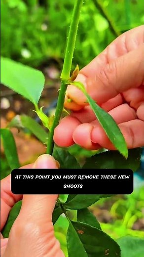 🌹 Why Your Rose Isn’t Growing From the Bottom — Easy Fix! 😱