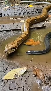 Python vs electric eel 😦🐍 #wildlife #animals | Lalit Kumar