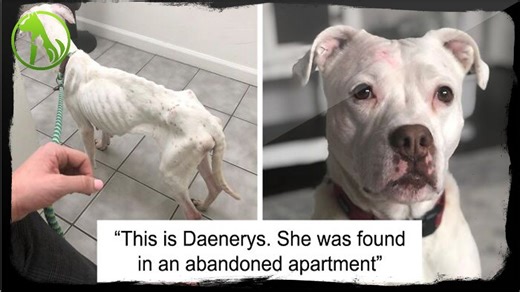 Pit Bull Abandoned in an Apartment Finds a Forever Loving Home