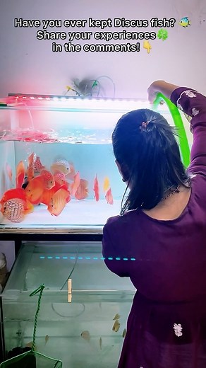 Keeping your discus fish happy and healthy starts with regular water changes.✨🌿 Follow @mumbai_discus_gallery for more 📲 #waterchange #petcare #petlovers #aquarium #discusfish #fishtank #mumbaidiscusgallery #mumbaidiscusgallery #tuesday #reelsinstagram #instadaily #hobby #hobbiest #petfriendly #discuslovers #explore #nature | Vicky S