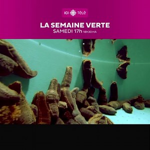 Le concombre de mer, un animal marin intrigant et une pêche nouvelle. | ICI TÉLÉ