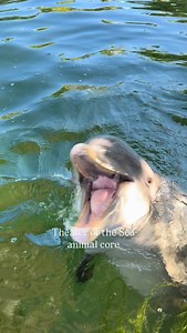 New year, same amazing animals 🤍 #animals #floridakeys #TheateroftheSea | Theater of the Sea