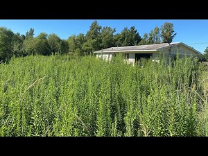 FREE cleanup for VETERAN Worst OVERGROWN Lawn of the Year