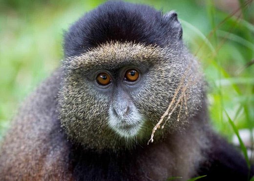 12 Facts About the Golden Monkey of Central Africa (Cercopithecus kandti) | Storyteller Travel