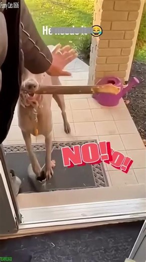 Cat Lover 🐈‍⬛ Cat Fails 😸 # Episode 5400