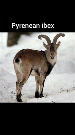 10 Extinct Animals That Scientist Want to Bring Back to Life #animals #extinct #scientist #subscribe