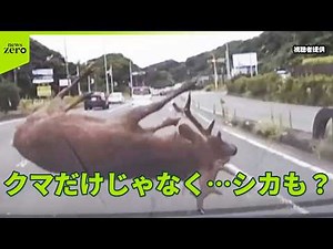 【警戒】クマだけじゃなくシカも人里に… 野生動物に注意 相次ぐ被害どう防ぐ？