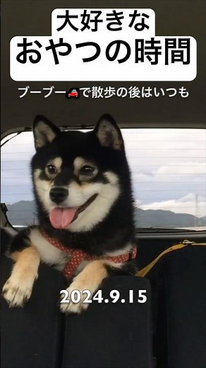 【黒柴ツバちゃん】【大好きなおやつの時間🐶】（24.9.15）448 #shorts #柴犬 #黒柴 #癒し #リラックス #しばいぬ #おとうさん #駅