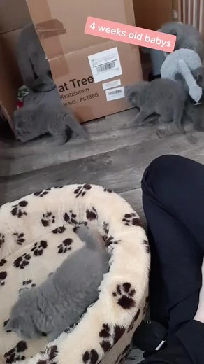 Adorable 4-Week-Old Kittens Ready to Melt Your Heart