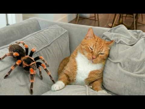 Funny Cat Videos 😂 A Collection Of Hilarious Cats That Will Make You Laugh Out Loud And Find Peace 😺