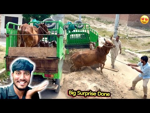 Dream Come True! Finally Cow Aur Uska Baby Pet House Mian Aa Gy 🥰🙏