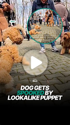 Dog startled by realistic dog puppet