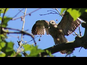 FIRST FLIGHT OF BABY RED TAILED HAWK