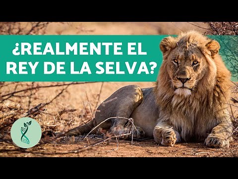 ¿Qué COMEN los LEONES? 🦁 (Características, Hábitat, Alimentación y Comportamiento Leones)