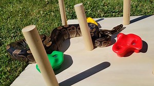 It is with an extremely heavy heart that we inform you of Harry the ball python's passing. Harry was the longest resident here at ZooMontana, coming to us in 1994 before we had even opened our doors. Since then, Harry has been a fan favorite of many staff members, volunteers, and guests. Within the past year, Harry started to present many age-related health issues, which ultimately left us to make the difficult decision of humane euthanasia. While we never take these decisions lightly, overall a