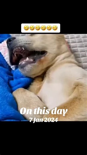 #wakeywakey #justforfun #foryou #dog #funny