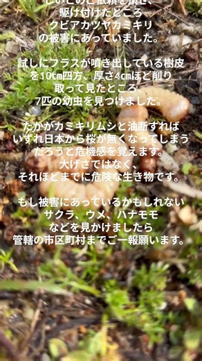 【虫】 奈良県 林業 桜 被害 0419 #forest