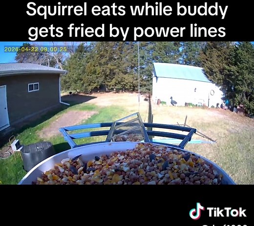 Squirrel Eats While Buddy Is Electrocuted by Power Lines