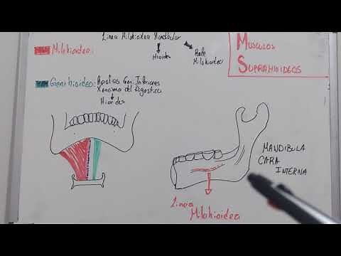 Músculos Suprahioideos - milohioideo y genihioideo