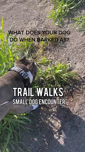 Understanding Canine Behavior: Dealing with Barker Encounters