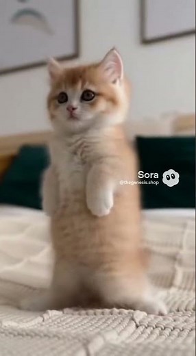 Kitten Becomes a Ninja for 3 Seconds