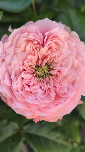 Northanger Abbey rose flourishes in summer heat with long-lasting bloom and vase life. 🌹
