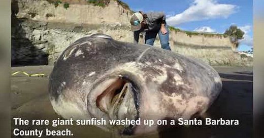 Elusive hoodwinker sunfish washes ashore near Santa Barbara in first U.S. sighting