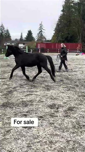 German sport pony