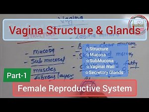 Vagina Layers and Glands Explained | Female Reproductive System