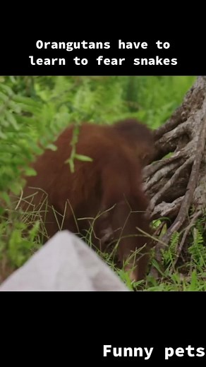 Orangutans Learn to Fear Snakes: A Unique Training