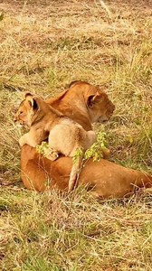 Baby Lion’s Favourite Spot: On Mom 😄❤️ Mom = The comfiest & safest place in the whole world 😌🦁❤️ This little cub just wants love… and Mom never says no 🥺✨ Hit ❤️ if this made you smile! #BabyLion #MomAndBaby #LionLove #CuteAnimals #WildlifeMoments #SafariLife #AnimalLovers #HeartMelting #ViralReel #TrendingNow #fblifestyle | Fyado fun