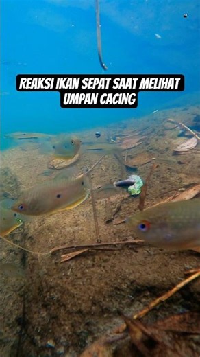 mancing sepat dengan umpan cacng, ternyata begini reaksi ikannya #mancingikan #ikansepat #cacing