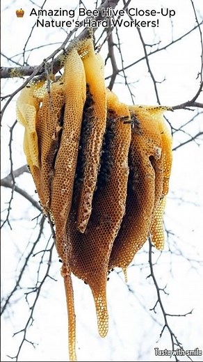 Amazing Bee Hive Close-Up | Nature's Hard Workers #BeeHive #NatureShorts #HoneyBees#beesound