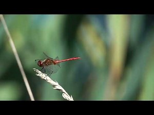 Dragonfly wings Flipping sound, #dragonfly soundtrack, #dragonfly sound effects.