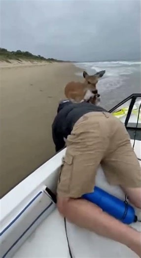 Fawn Jumps Into Boat During Beach Escape