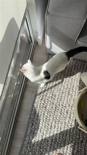 Mia the Cat 🐱 (@acatnamedmia)’s videos with original sound - Mia the Cat 🐱