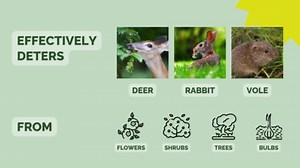 Plantskydd Animal Repellent - Repels Deer, Rabbits, Elk, Moose, Hares, Voles, Squirrels, Chipmunks and Other Herbivores; Ready to Use Liquid - 1.3 Gallon Jug (PS-5L)