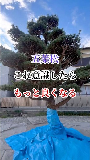 【五葉松の剪定】これ意識したらプロ並み#庭師のVlog #一級造園技能士